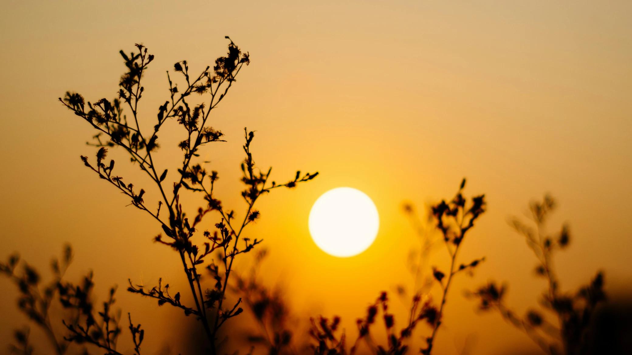 Sunset Sun over Thin Plants Branches. Photo by Thuong D on Pexels